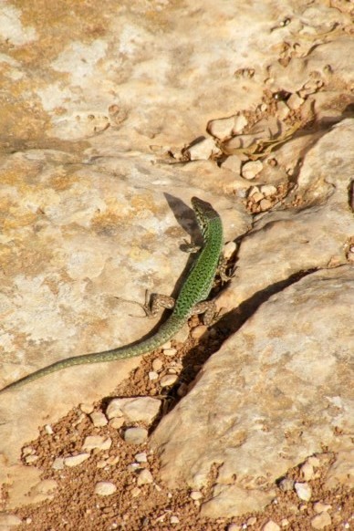 lezard